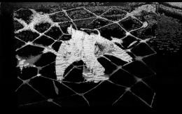 A sound funeral for the turtle dove