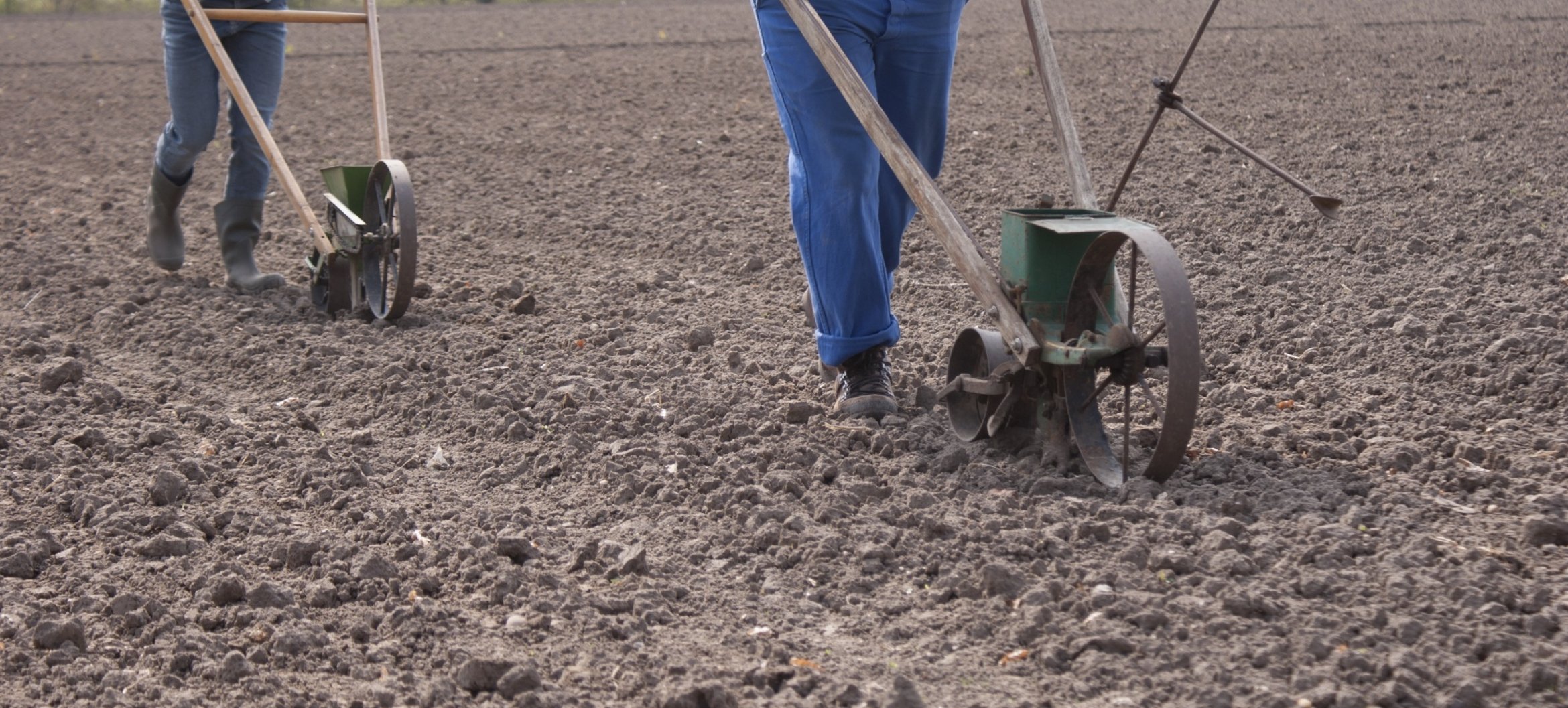 Volunteers from the Linen Project sowing the flax. Photo by: Pascale Gatzen