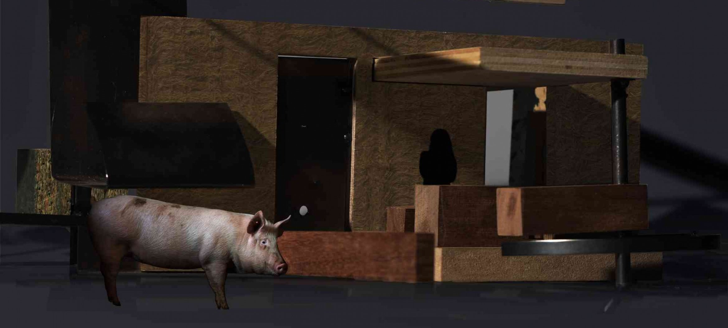 Living amongst pigs – designing for people and animals