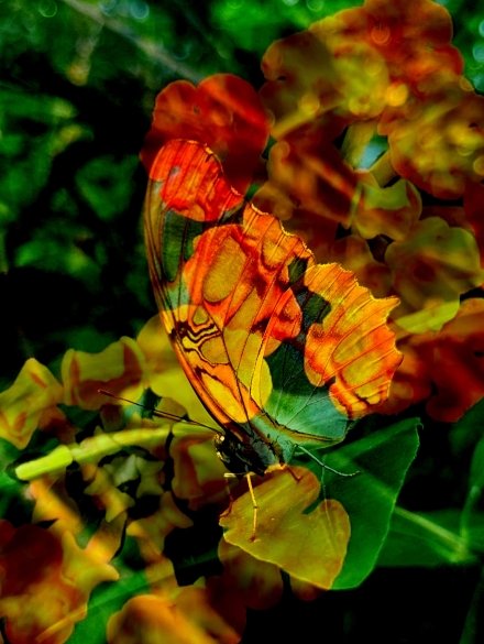 Vlinder, beeld: Saartje van Rijen