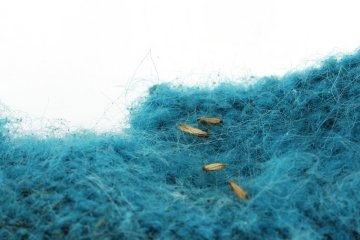 Motten op een stukje wol. Foto via: Kennis- en Adviescentrum Dierplagen