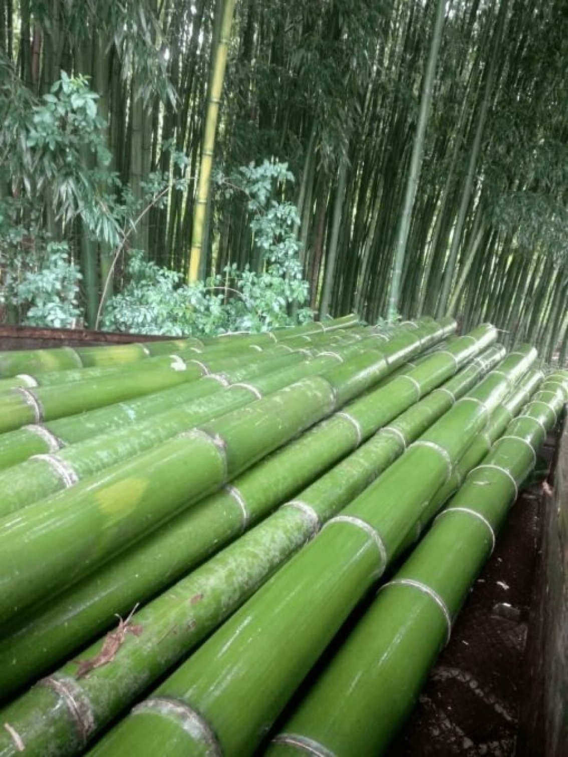 Bamboe is een veelbelovende hernieuwbare grondstof die snel groeit, een grote CO2-opname kent en uitmuntende chemische en mechanische eigenschappen bezit.