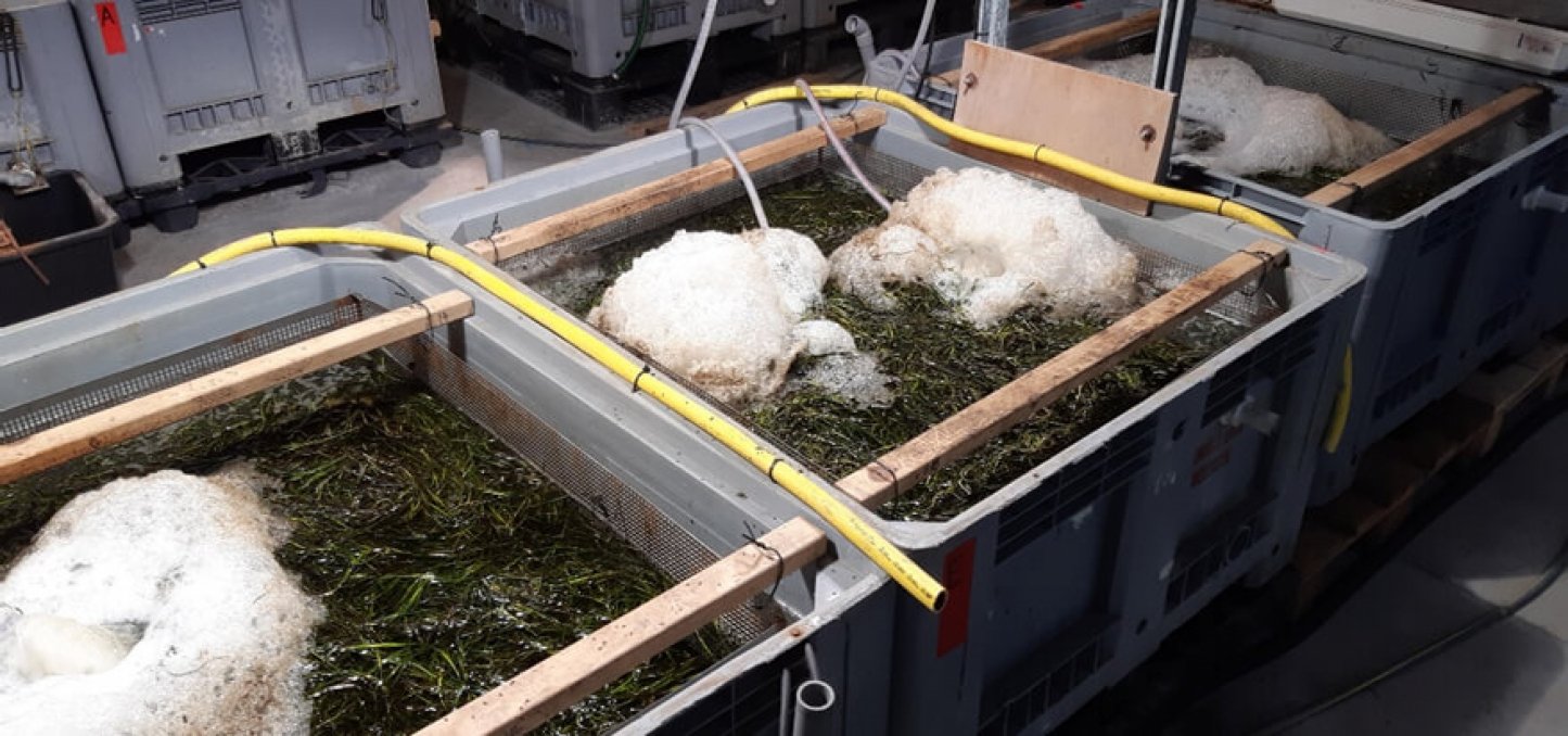From sea grass to sustainable textile application